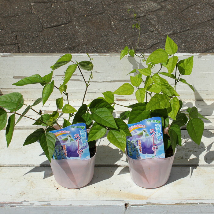 楽天市場 販売終了 スネールフラワー 真夏の青いスイートピー 3 5号花苗 夏苗予約 花苗園芸店なごみ