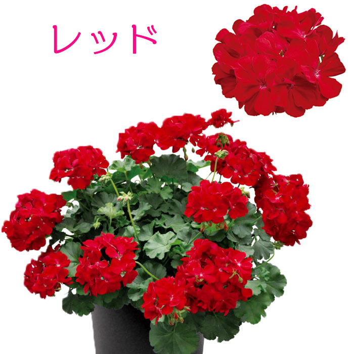 楽天市場 秋苗予約 スーパーゼラニウム チャンピオン 花苗 3号 ゼラニューム 新品種 花苗園芸店なごみ