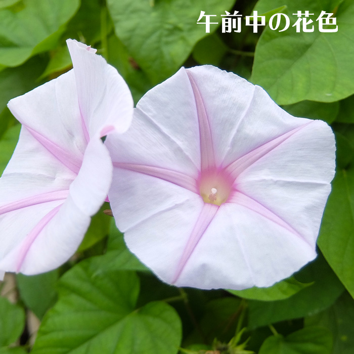 楽天市場 琉球朝顔 宿根あさがお ケープタウンシルバー 緑のカーテン 夏苗 花苗園芸店なごみ