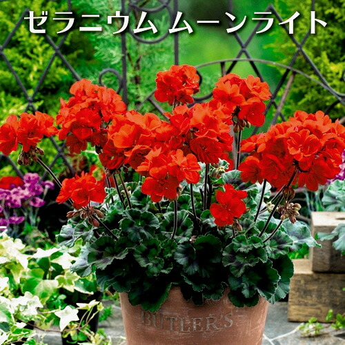 楽天市場】【ゼラニウム 苗】大輪ゼラニウム ディープレッド花 ゾナル