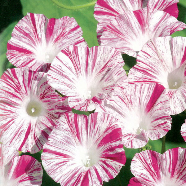 楽天市場 販売終了 ドイツ 西洋朝顔 あさがお ジャーマンピンク 3号 夏苗 花苗園芸店なごみ