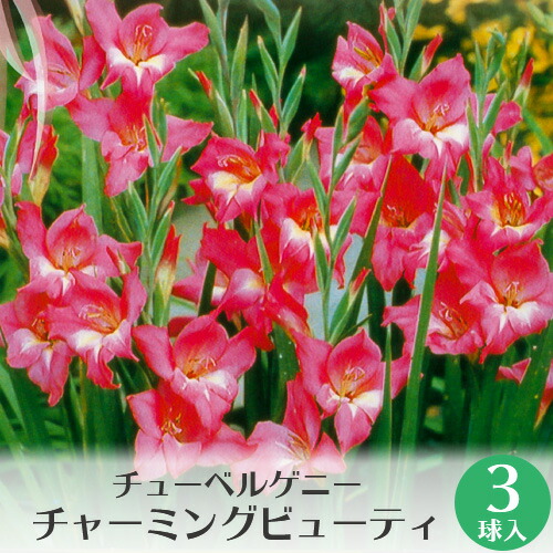 楽天市場 春咲きグラジオラス 秋植え球根 絵袋入 お庭に 植えっぱなし可 花苗園芸店なごみ
