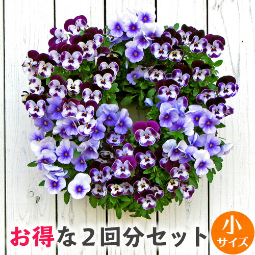 楽天市場】【ワイヤー小セット】花苗で作る ハンギングリース 壁掛け鉢