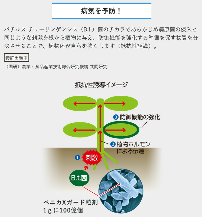 売れ筋ランキング ベニカX ガード 粒剤 550g 徳用 虫 病気 予防 殺虫剤 殺菌剤 園芸薬剤 csestudies.com