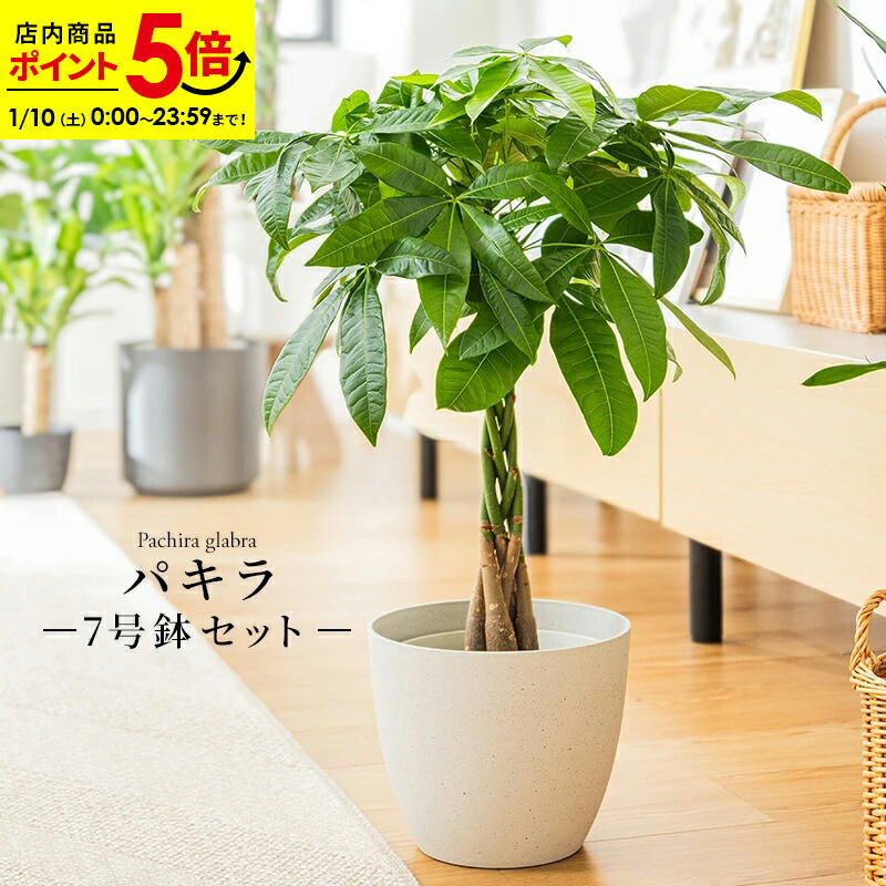 パキラさま専用 182687953.jpg?cmsp_timestamp=