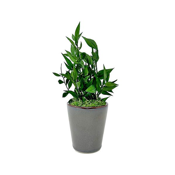 A&K プリザーブドグリーン ラスカス グリーン お手入れ不要の観葉植物 枯れない インテリア 癒し HP-007