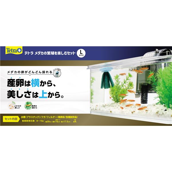 【ポイント20倍】メダカの繁殖を楽しむセット L （観賞魚用品／水槽用品）
