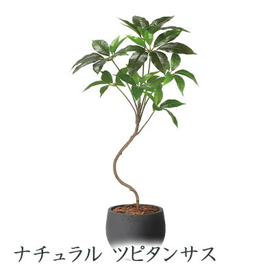 【ポイント3倍 7/19 20時から】【個人様購入可能】● ナチュラル ツピタンサス (2409a190) 造花 人工 観葉植物 フェイクグリーン 送料無料 94266｜いちここ 企業専門店