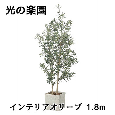 【10%OFF  百貨店SALE継続期間押さえる】 【人間様買いもとめる能力のある】● 光のエデンの園 (2510A580) 室内装飾 オリーブ 1.8m 造花 人工 観葉草木 フェイクグリーン光触媒 貨物輸送無料 94299