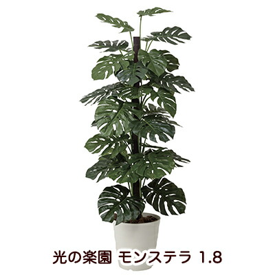 【尖んがり3倍 6/4 20時から】【人間様買いもとめる能力のある】●光のエデンの園 (403G450-52) モンステラ 1.8 貨物輸送無料 94140