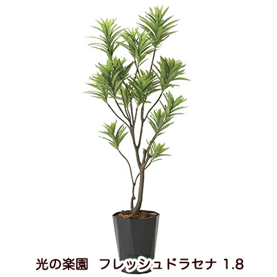【ポイント3倍 7/19 20時から】【個人様購入可能】●光の楽園 (2016A380-40) フレッシュドラセナ 1.8 送料無料 94172|いちここ 企業専門店