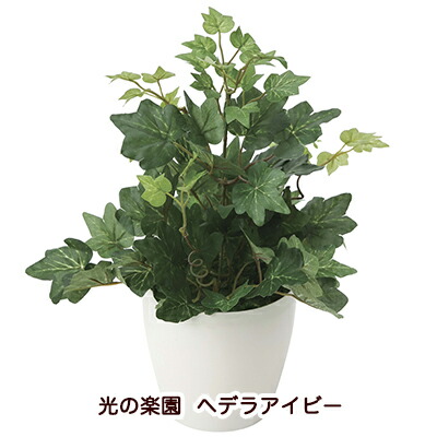 【個人様購入可能】●光の楽園 (2039K35-64) ヘデラアイビー 送料無料 94194