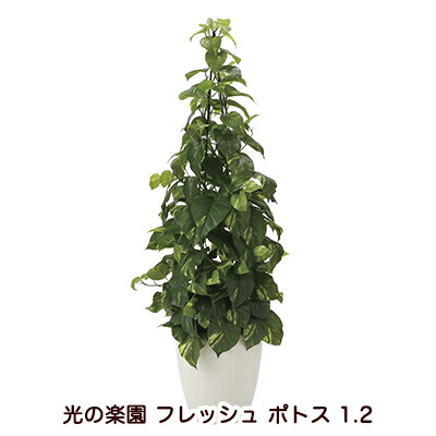 【ポイント3倍 7/19 20時から】【個人様購入可能】●光の楽園 (2023K280-49) フレッシュ ポトス 1.2 送料無料 94243｜いちここ 企業専門店