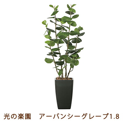 【尖んがり3倍 6/4 20時から】【人間様買いもとめる能力のある】●光のエデンの園 (2245K630-23) アーバン シーグレープ 1.8 貨物輸送無料 99452