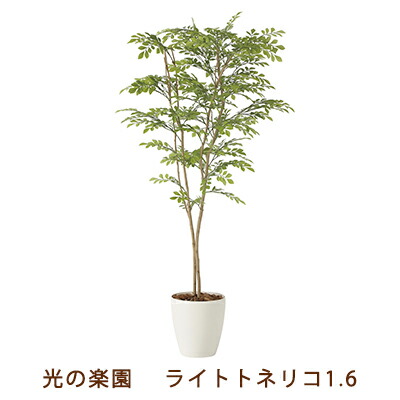 【ポイント3倍 4/4 20時から】 【個人様購入可能】●光の楽園 (2231K330-42) ライト トネリコ 1.6 送料無料 99466 37,942円