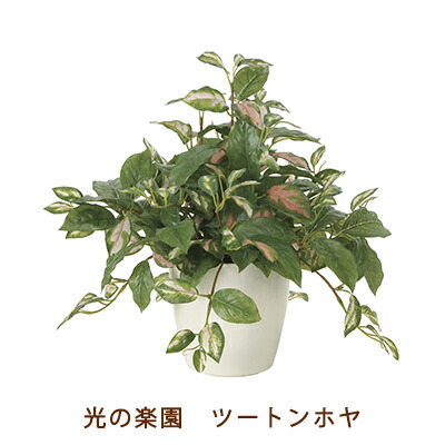 【個人様購入可能】●光の楽園 (2214A75-67) ツートン ホヤ 送料無料 99506｜いちここ 企業専門店
