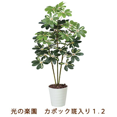 【ポイント3倍 4/4 20時から】 【個人様購入可能】●光の楽園 (371K165-55) カポック 斑入り 1.2 送料無料 99549