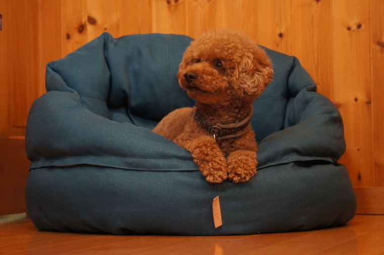 1stdogcafe Medium Size For Big Dog Out Of North Europe The