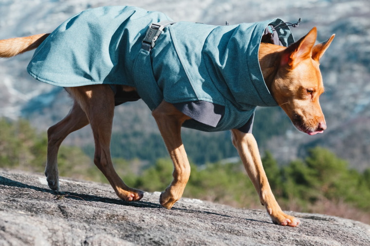 楽天市場 ２０２１シリーズ フィンランドのドッグブランド Pomppa ポムッパ ドッグコート Perus Pomppa 小 中型犬 用 １ｓｔｄｏｇｃａｆｅ