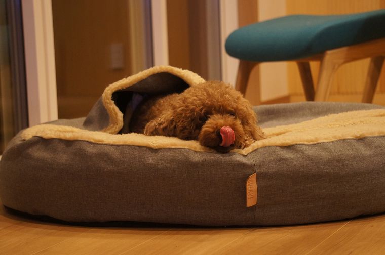 楽天市場 北欧 エストニア Nufnuf 高級クッションベッド ｂｕｄ ｂｅｄ バド ベッド 大型犬用 ｘｌサイズ １ｓｔｄｏｇｃａｆｅ