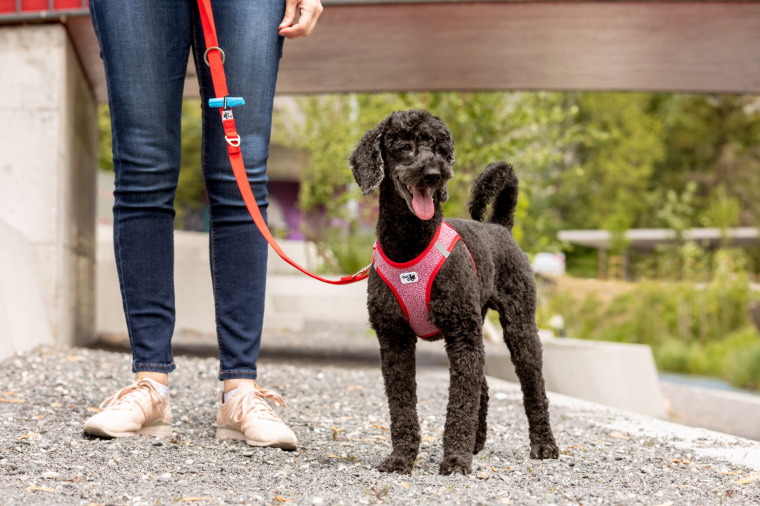 楽天市場 スイスの高級ドッグブランド Curli ベストハーネス メリノ Vest Harness Merino 小 中型犬 用サイズ １ｓｔｄｏｇｃａｆｅ