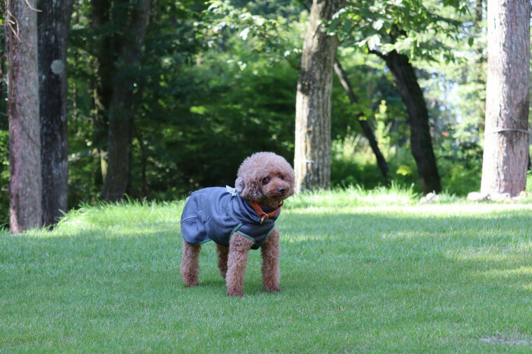 楽天市場 ２０２１シリーズ フィンランドのドッグブランド Pomppa ポムッパ ドッグコート Perus Pomppa 小 中型犬 用 １ｓｔｄｏｇｃａｆｅ