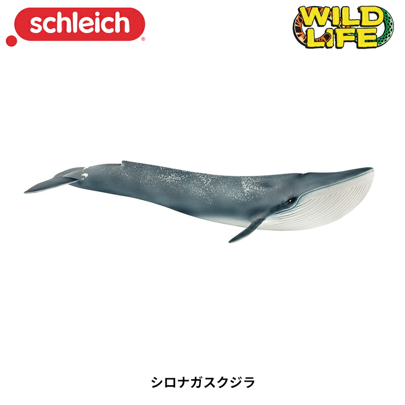 楽天市場】シロナガスクジラ 14806 動物 クジラ 鯨 くじら
