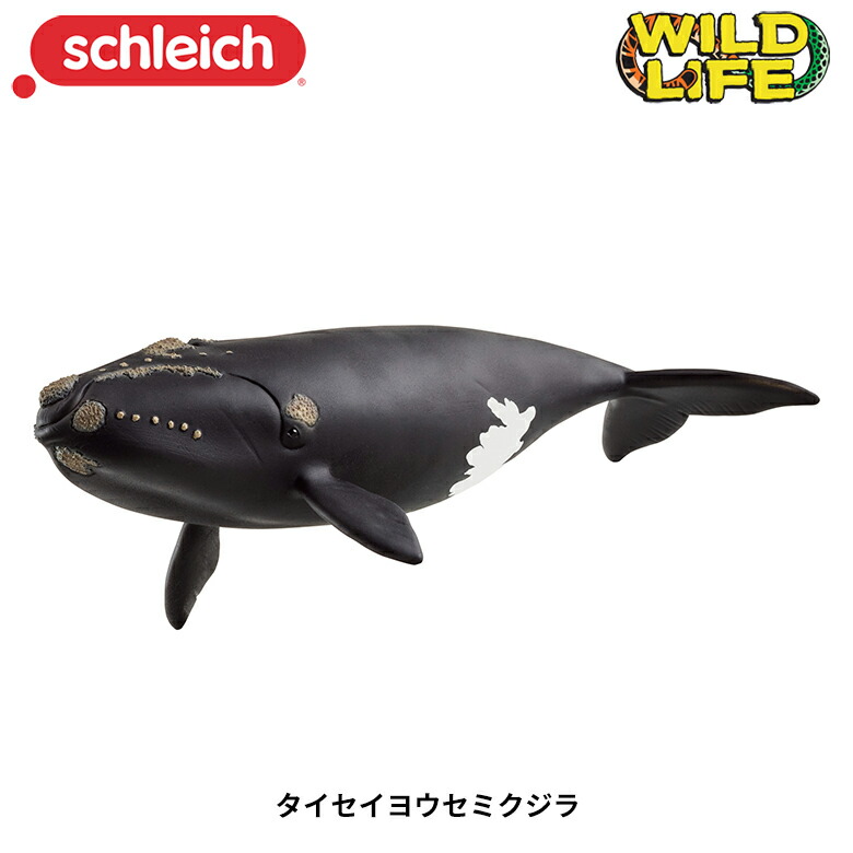 楽天市場】マッコウクジラ 14764 動物フィギュア ワイルドライフ