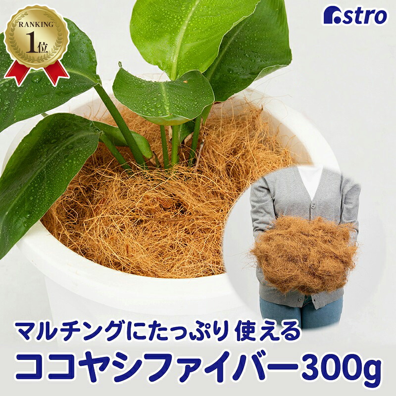 ラベニア ヤシ ファイバー鉢 お皿付き