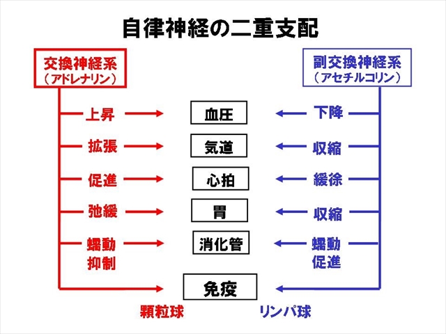 感謝価格 消化性王乳 最新人気 ローヤルゼリー 消化 プレミアム 120包