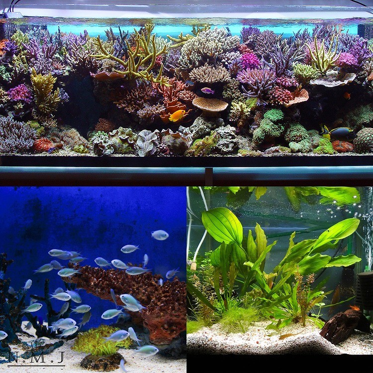 楽天市場 30 45cm アクアリウムライト 水槽用 Ledライト 5w 24led 長寿命 照明 水槽対応 熱帯魚 飼育 水草育成用 水槽 ライト らいと Led めだかのすいそう 植物育成ライト 水槽用ライト メダカ水槽 Nm 024 30代 40代 レディース 24universe