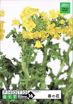 【中古】【39shop】Photobit★16 春の花(良い)|ドリエム店