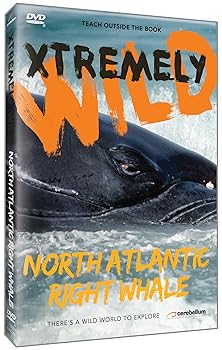 【中古】North Atlantic's Most Endangered Whales DVD