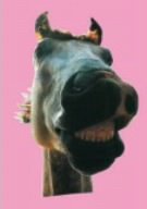 【中古】【非常に良い】The ★MUSTANG 04-05 [DVD] o7r6kf1