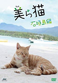 【中古】【非常に良い】美ら猫 石垣島編 [DVD]｜ドリエム店