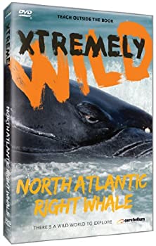 【中古】【非常に良い】North Atlantic's Most Endangered Whales [DVD]｜ドリエム店