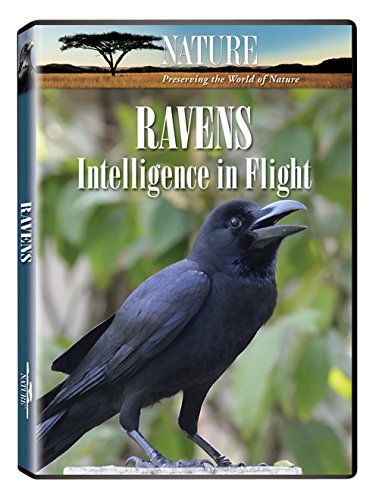 【中古】Nature: Ravens Intelligence in Flight [DVD]｜ドリエム店