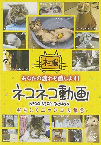 【中古】ネコネコ動画 ~おもしろニャンコ大集合~ [DVD]