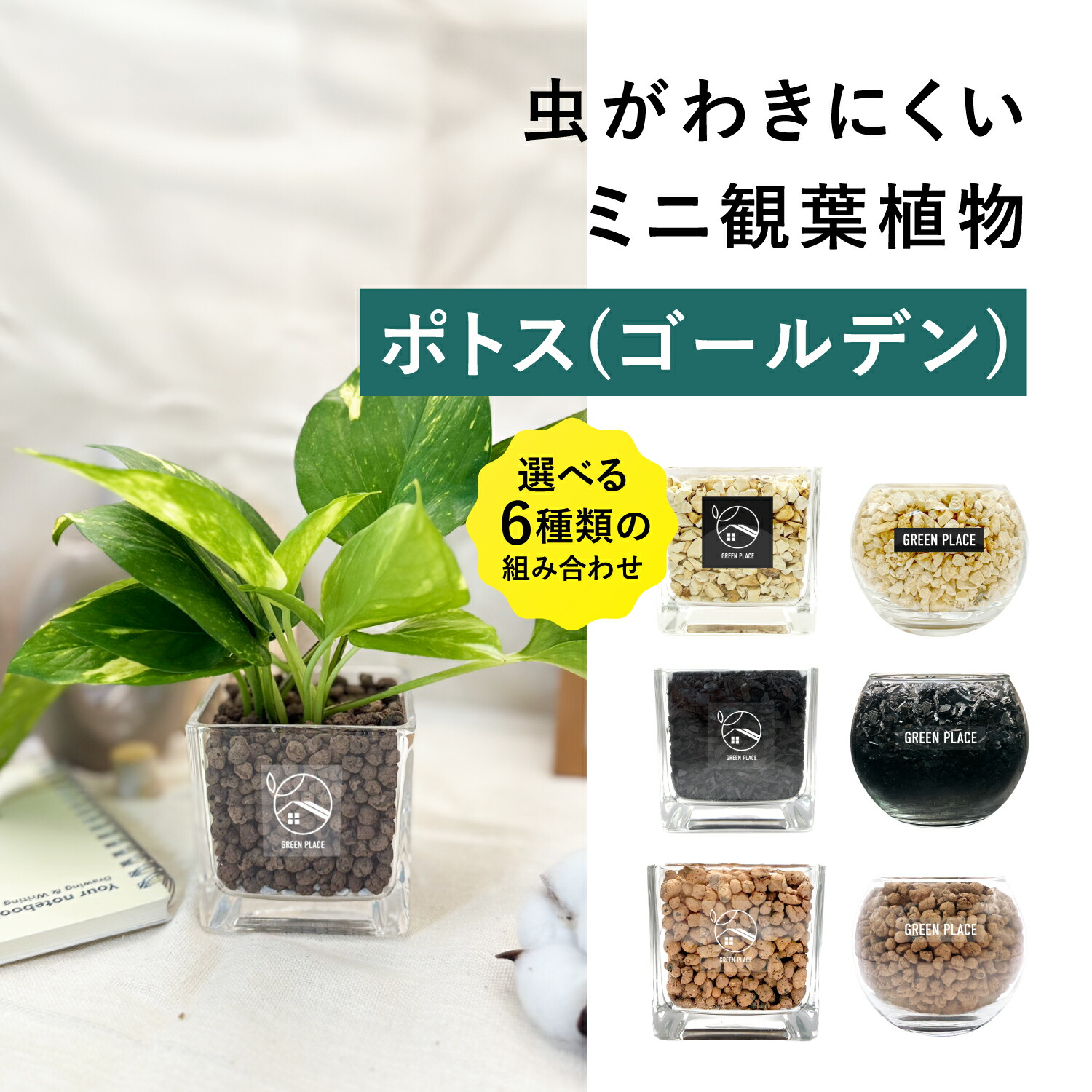 小葉ガジュマル　専用 Amazon.co.jp: ガジュマル 3号 観葉植物 本物 植替え用 苗のみ 1