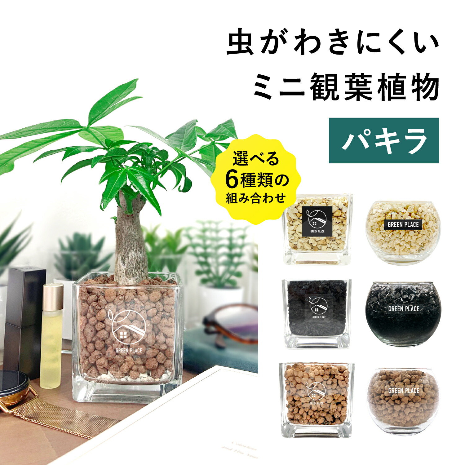 楽天市場】【鉢 × 植え込み材を選べる】 ガジュマル ハイドロ