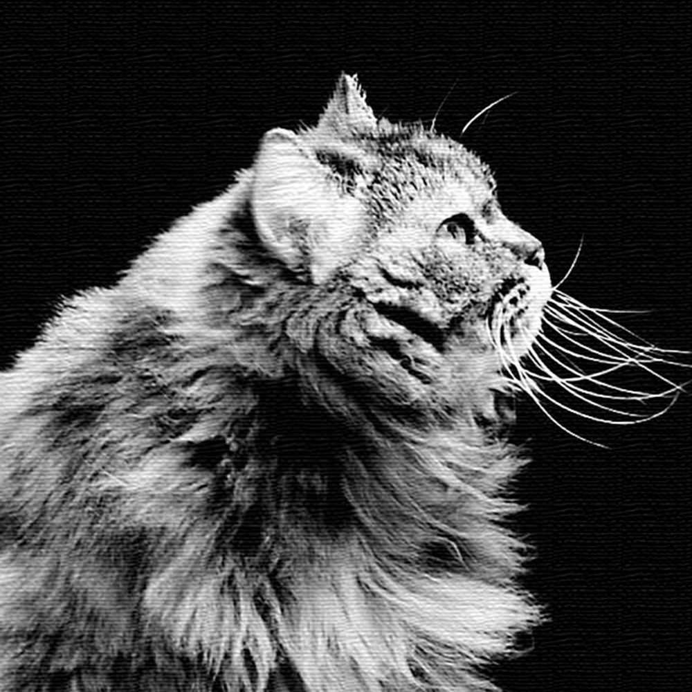 壁掛けインテリアにファブリックパネル/猫 XLサイズ（100cm×100cm） ウォールアート 壁掛け おしゃれ 北欧 モダン 新築祝い 開店祝い 結婚祝い お洒落 玄関 寝室 リビング 応接室