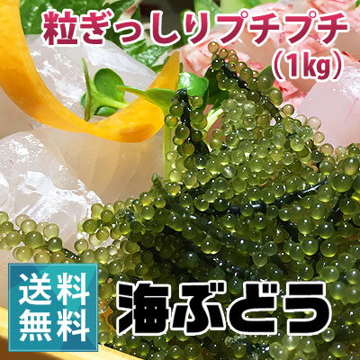 朝どり新鮮！生海ぶどう（1kg）（ 茎なし）【送料無料】【月曜日着指定不可】｜沖縄 宮古島産 居酒屋 小料理  業務用にも