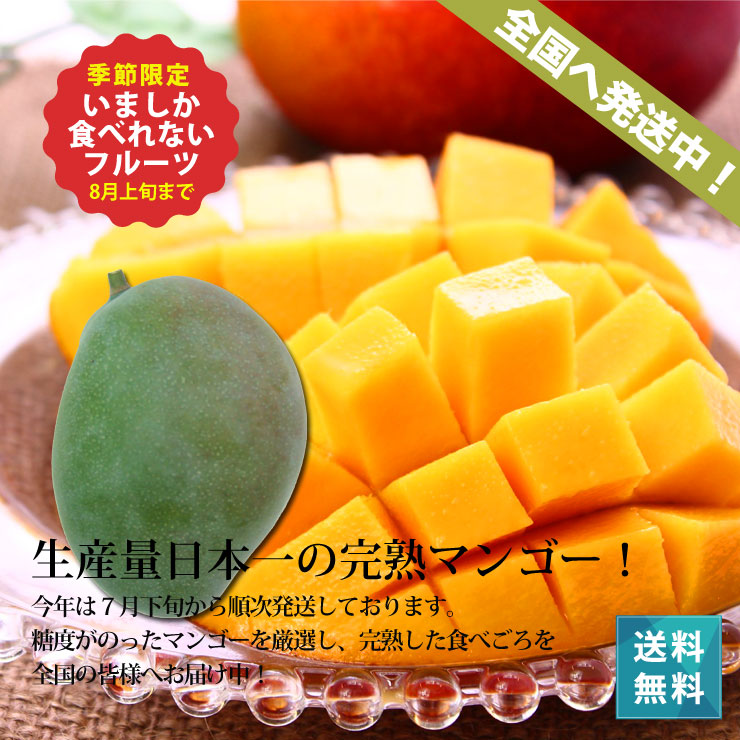 楽天市場 キーツマンゴー1 5kg 2玉 朝獲りもぎたて 沖縄 宮古島産 マンゴーの収穫量日本一の宮古島より直送 8月上旬より順次発送 385じま 楽天市場店