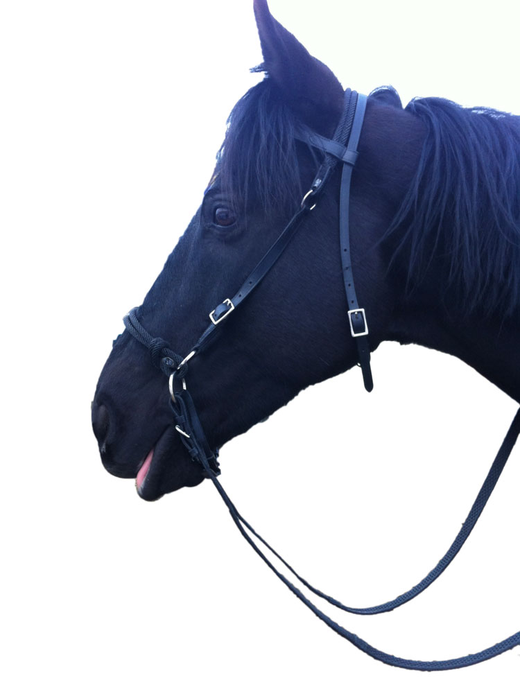 【美品】 楽天市場】LIKIT(リキット) リフィル ポニー用おやつ ミニチュア 乗馬、馬術