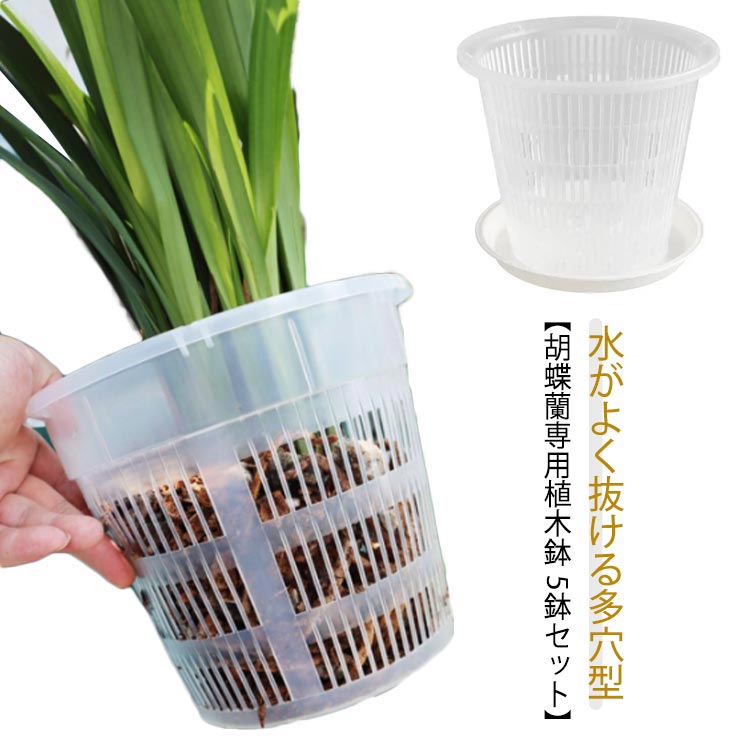 【専用商品】　洋蘭　胡蝶蘭　お試しアソート　6ポット +アジサイ 51zgItAx+CL._UF350,350_QL50_.jpg