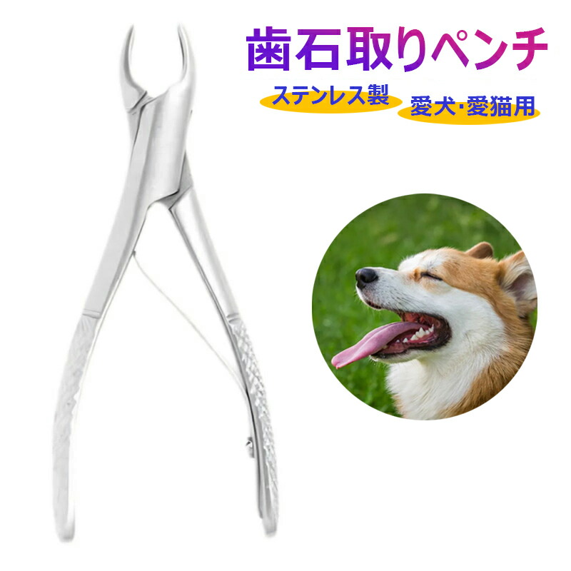 楽天市場】口腔用先丸ペンチ 中型犬や大型犬の歯石取りにも 愛犬