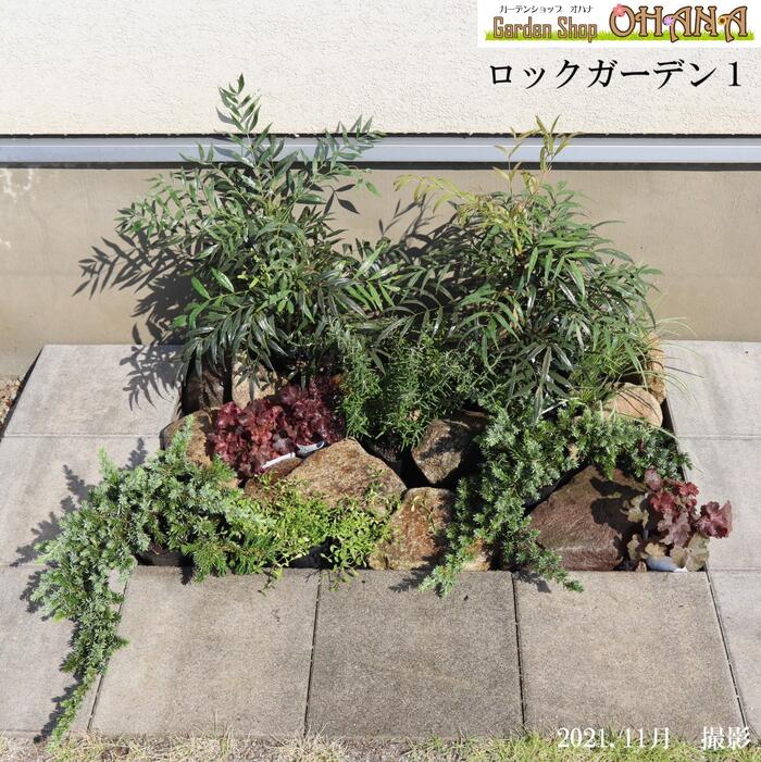 おすすめの庭木 “ ヒメイチゴノキ”