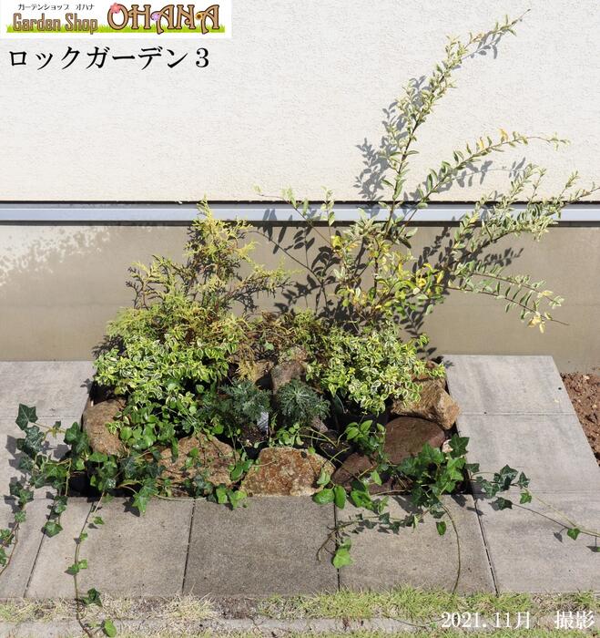 おすすめの庭木 “ ヒメイチゴノキ”