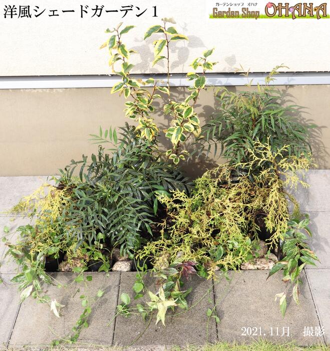 おすすめの庭木 “ ヒメイチゴノキ”