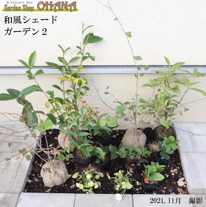 おすすめの庭木 “ ヒメイチゴノキ”